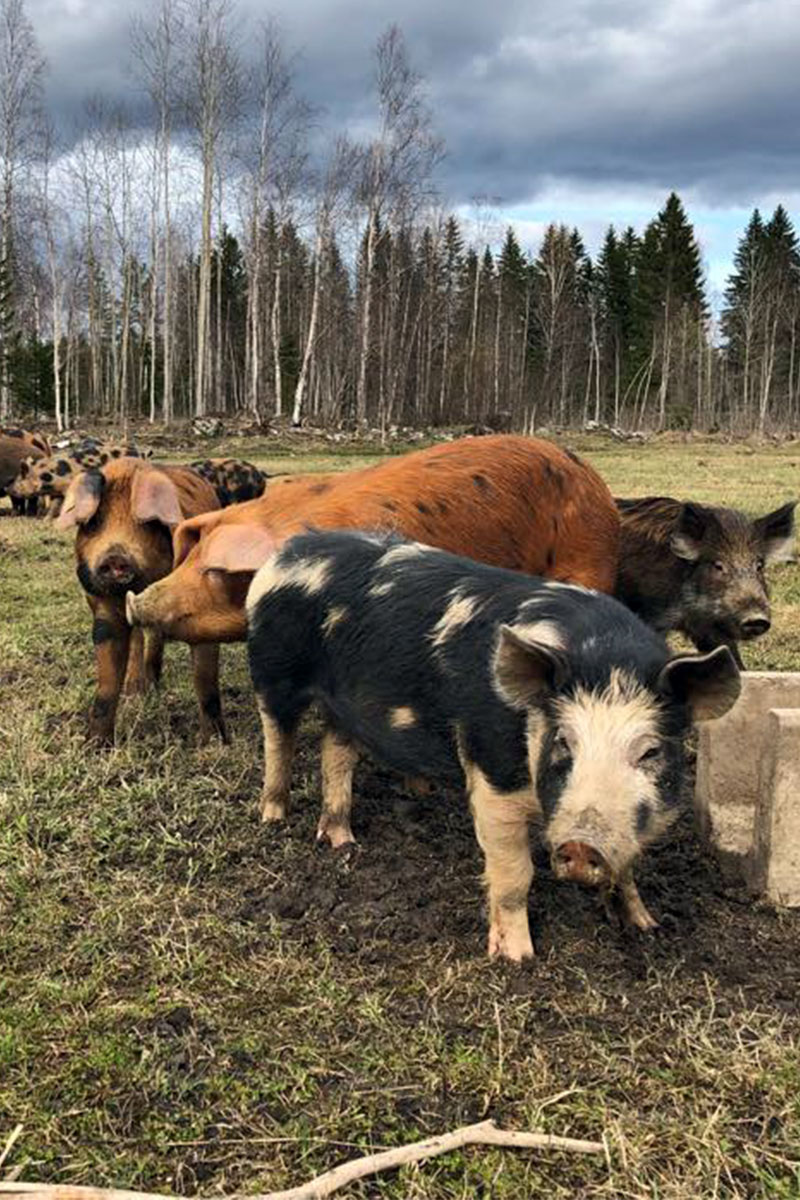 Kvalitets råvara